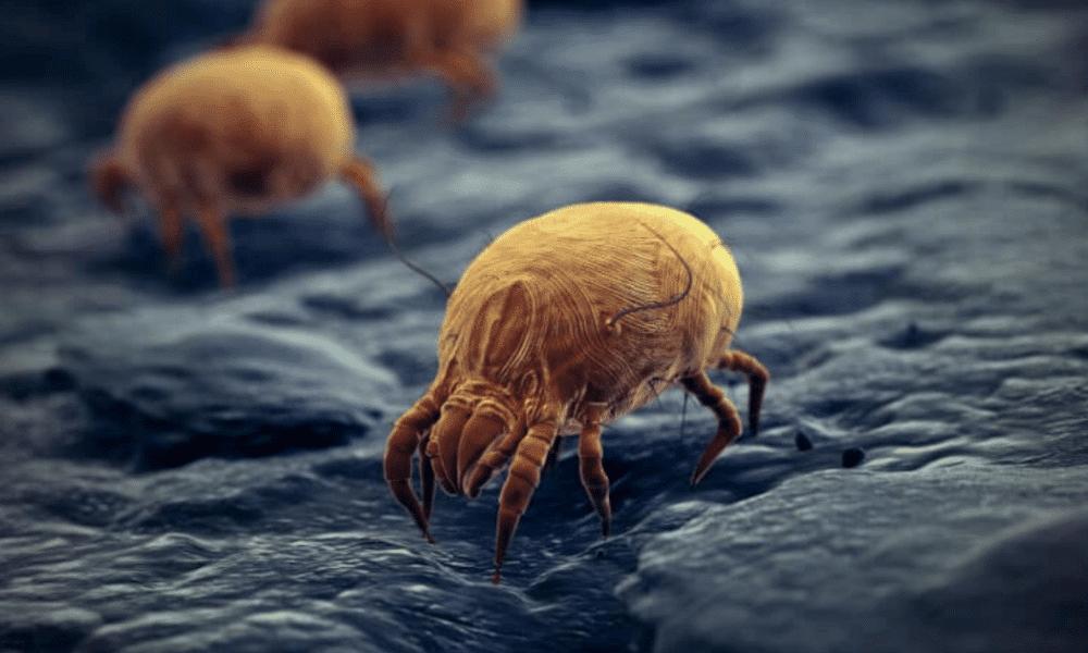 limpieza profesional de moquetas